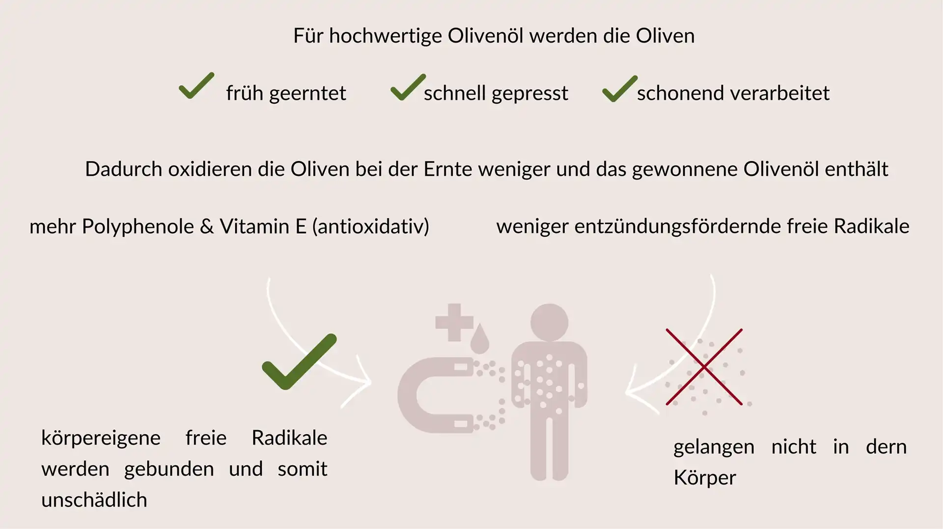 Eine Infografik zeigt die Vorteile hochwertiger Olivenöle. Hochwertiges Olivenöl entsteht durch früh geerntete, schnell gepresste und schonend verarbeitete Oliven. Dies reduziert die Oxidation bei der Ernte, wodurch das Öl mehr Polyphenole und Vitamin E enthält, die antioxidativ wirken, und weniger entzündungsfördernde freie Radikale. Die antioxidativen Stoffe im Öl binden körpereigene freie Radikale und machen sie unschädlich, sodass weniger schädliche freie Radikale in den Körper gelangen.