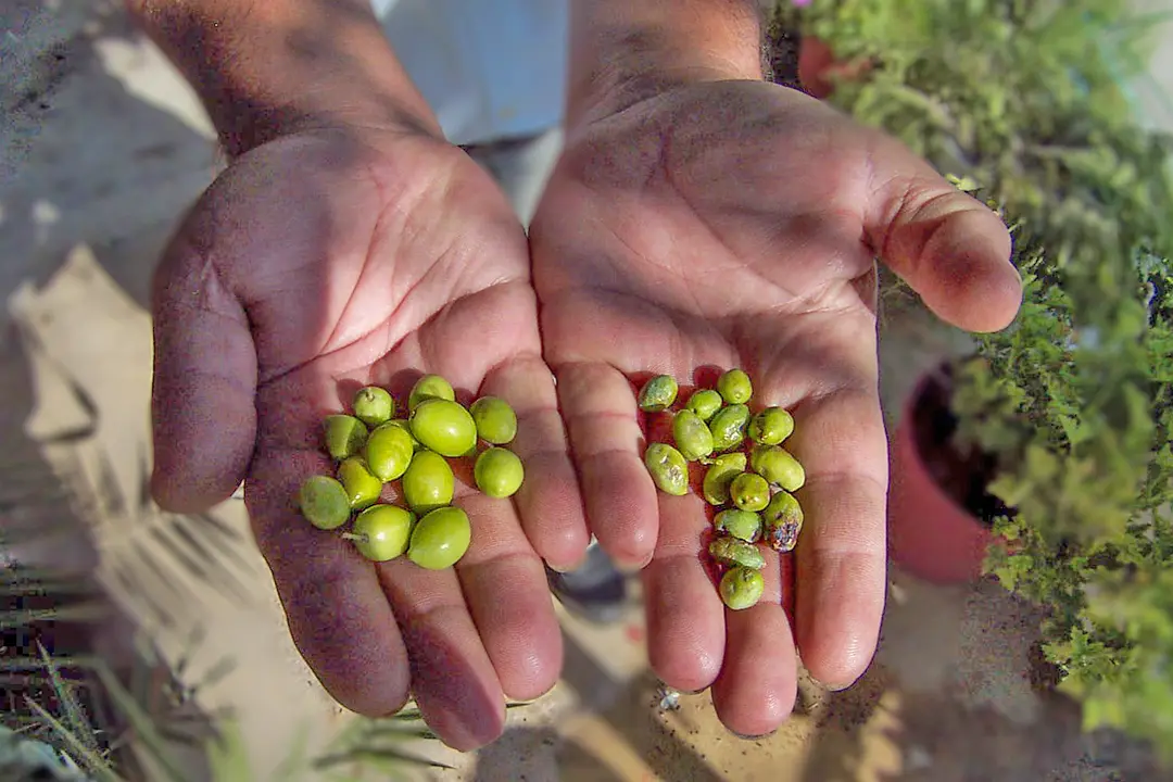 Das Bild zeigt zwei Hände einmal mit perfekten und einmal mit beschädigten Oliven.