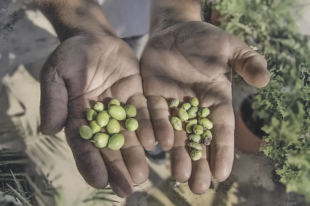 zait Olivenöl,zait,Olivenöl direkt vom Erzeuger,Olivenöl