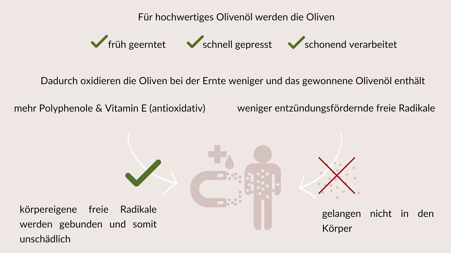 Eine Infografik zeigt die Vorteile hochwertiger Olivenöle. Hochwertiges Olivenöl entsteht durch früh geerntete, schnell gepresste und schonend verarbeitete Oliven. Dies reduziert die Oxidation bei der Ernte, wodurch das Öl mehr Polyphenole und Vitamin E enthält, die antioxidativ wirken, und weniger entzündungsfördernde freie Radikale. Die antioxidativen Stoffe im Öl binden körpereigene freie Radikale und machen sie unschädlich, sodass weniger schädliche freie Radikale in den Körper gelangen.