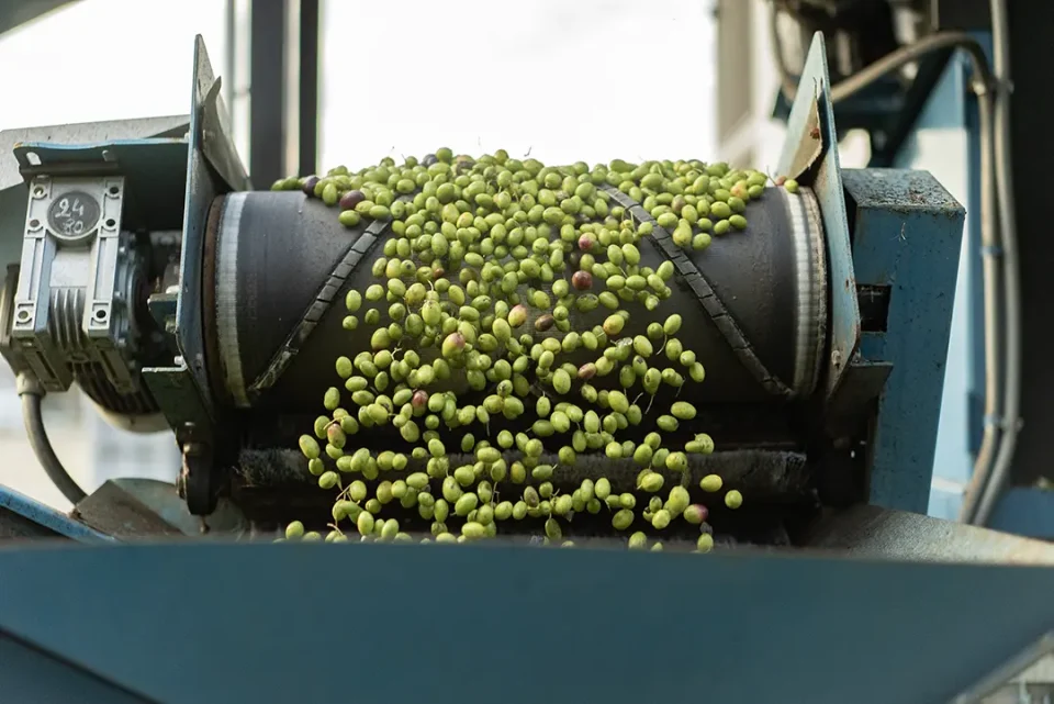 Das Bild zeigt Oliven, die während der Verarbeitung vom Förderband fallen.